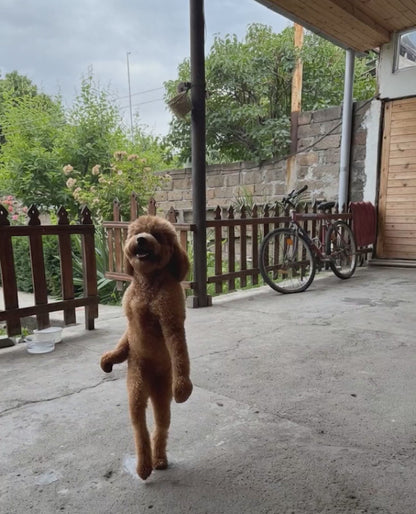 🐾 Custom Pet Dancing Video - Digital Download 🎵